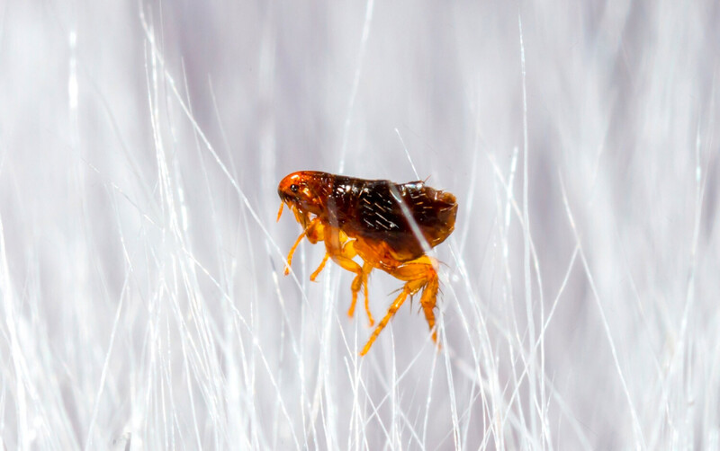 Fighting-fleas